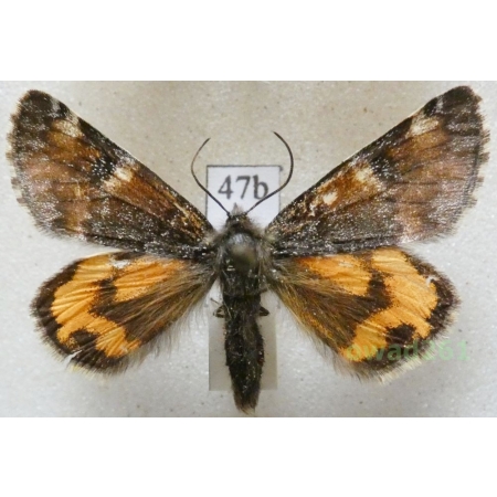 Archiearis parthenias (Linnaeus, 1761) Czech47b